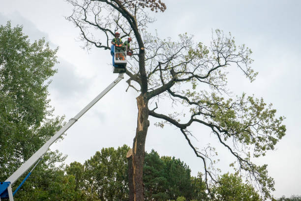 Trusted Fenton, MI Tree Service Experts